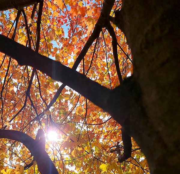 screamingdaises's tweet image. New artwork for sale! - "Fires of Change" - fineartamerica.com/featured/fires… @fineartamerica