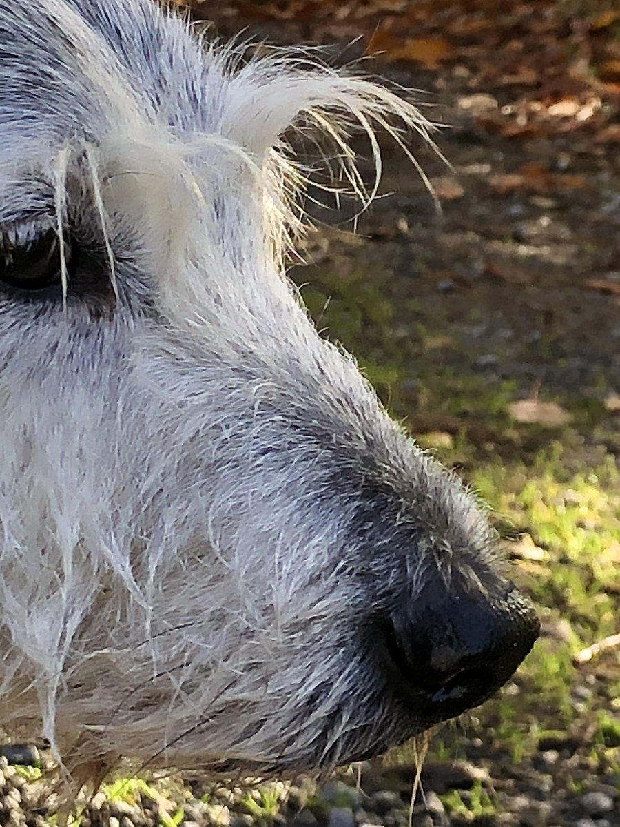 Pepper’s wise old nose