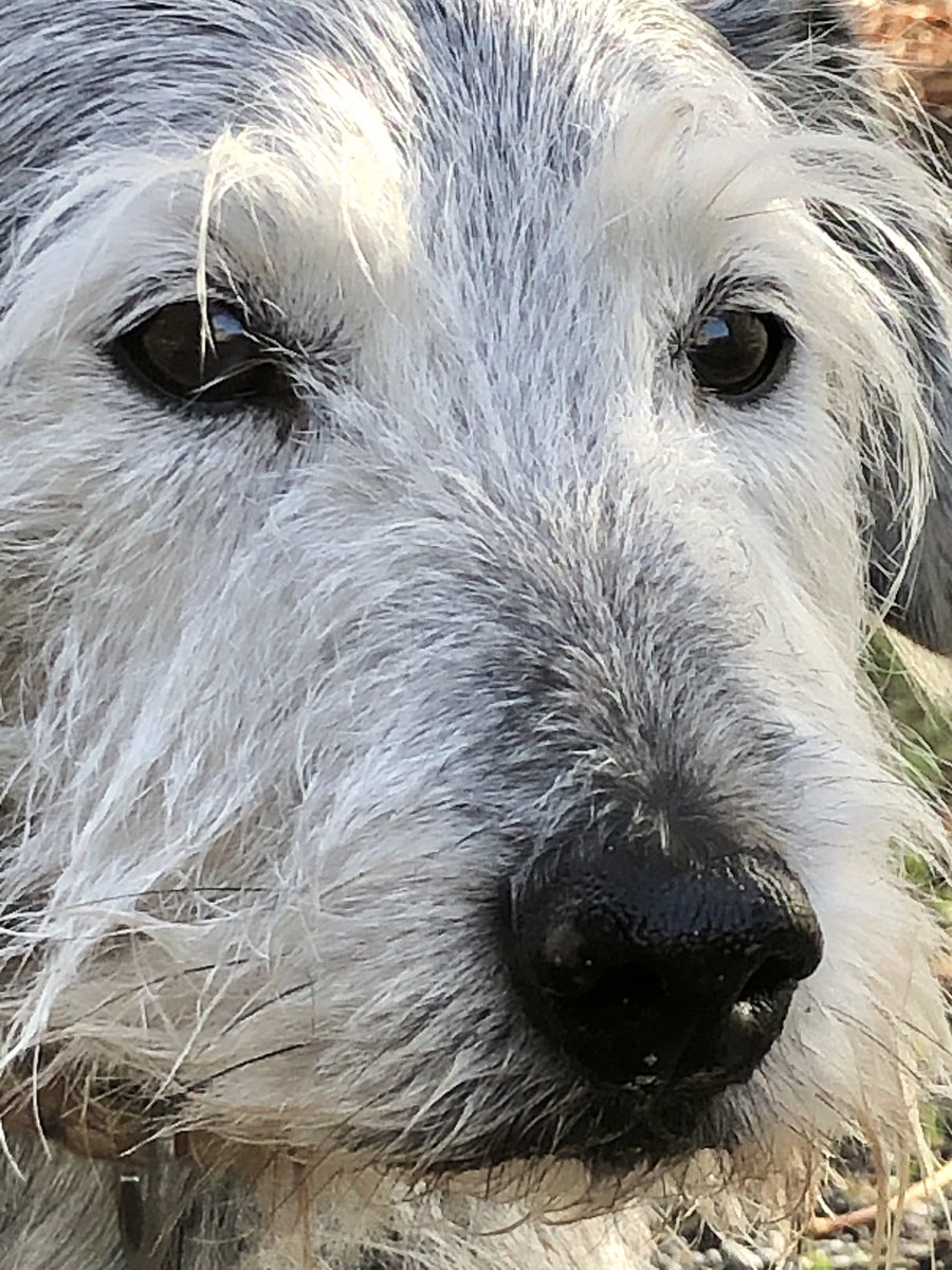 Pepper’s wise old nose