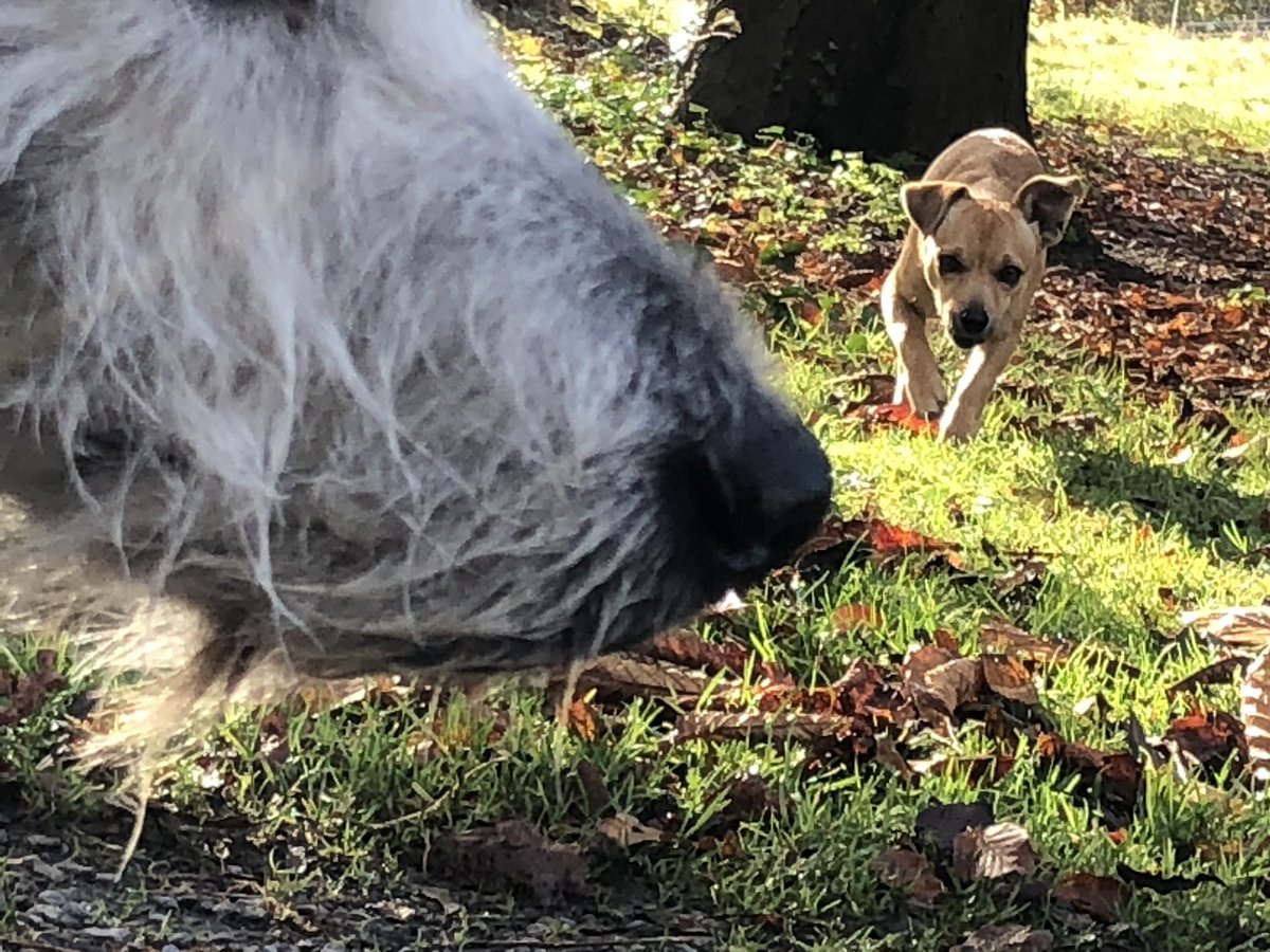 Pepper’s wise old nose