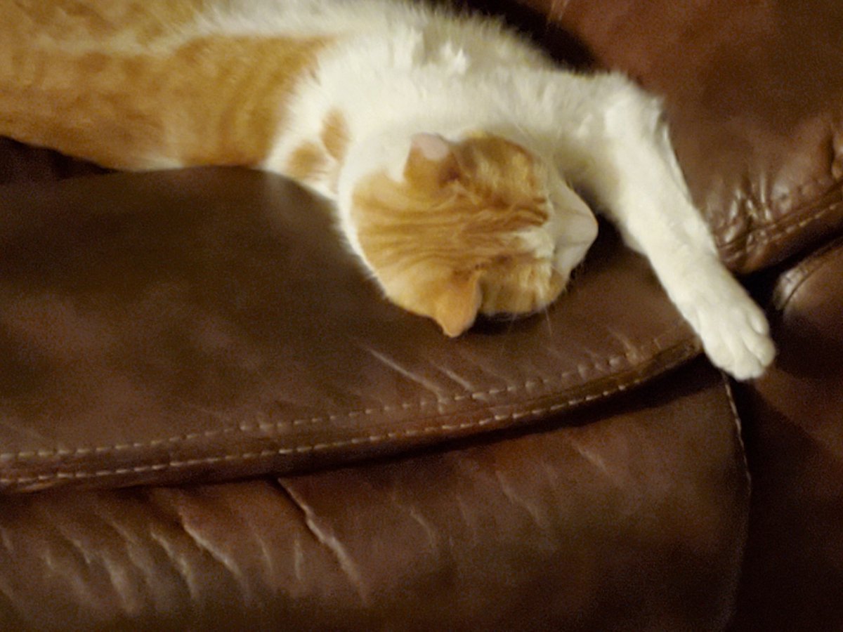 Hawt_dog (@hawtdog17) on Twitter photo 