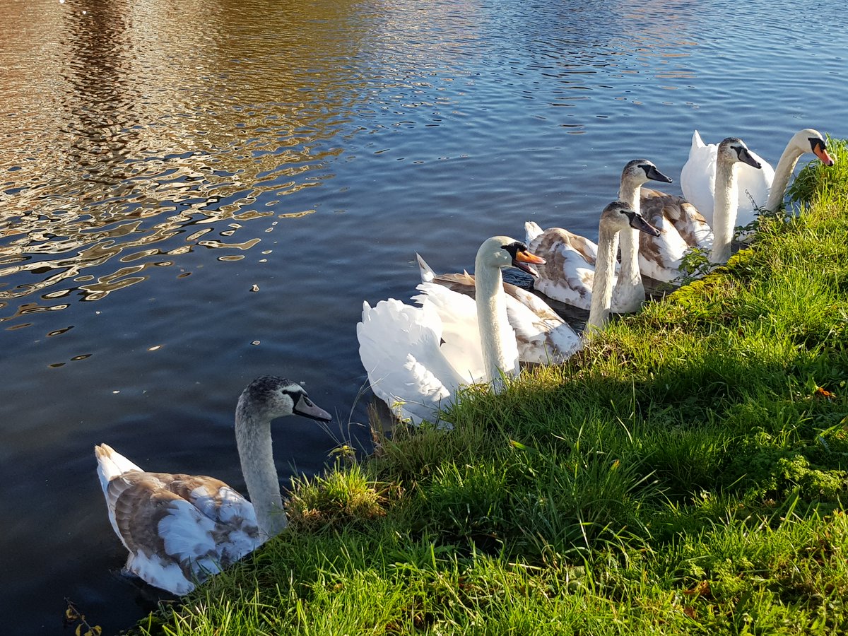 LitterFreeTeam's tweet photo. #Canal walk & #LitterPicking today. The views, the experience and the reward were so wonderful. This is a section of the canal around #ThorneLock. Thank you @CRTYorkshireNE for providing these wonderful #canalpaths. #Doncasterisgreat @MyDoncaster @KeepBritainTidy https://t.co/hvjnLKD25Y
