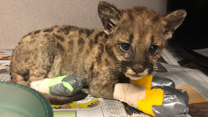 Verwaistes Puma-Baby findet nach Waldbränden neues Zuhause
