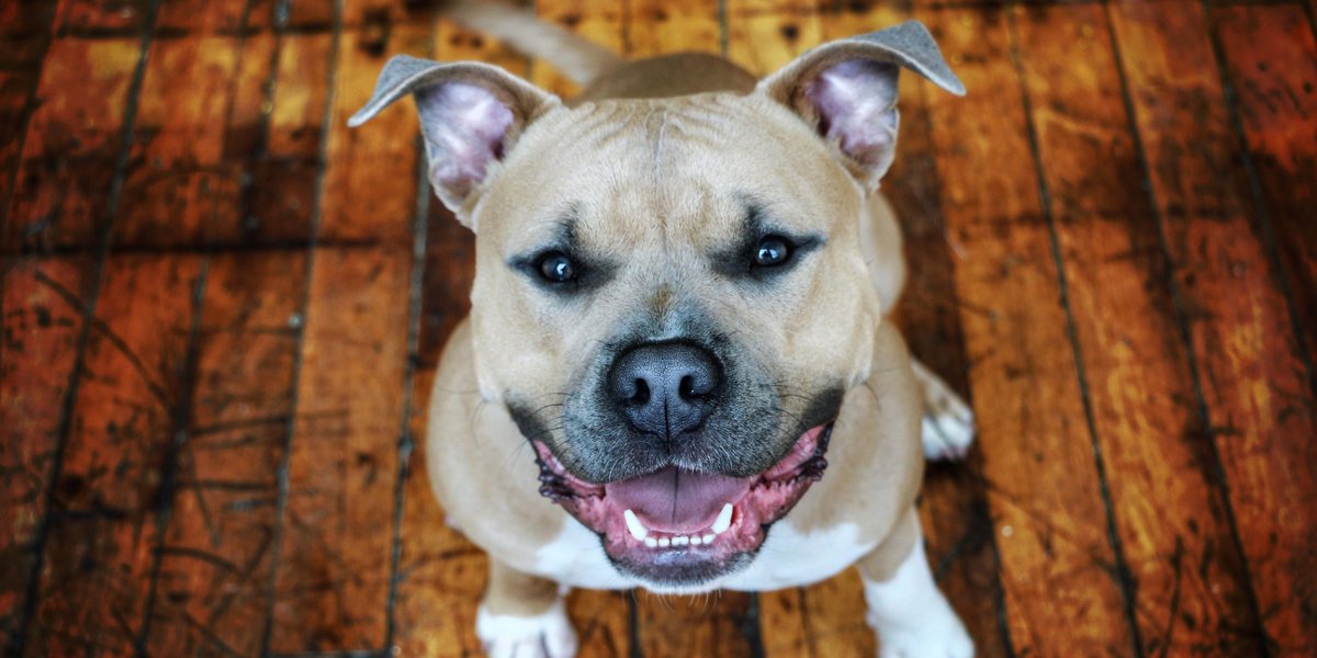 Complex's tweet photo. we take a break to offer some much needed good news re #Vote2020 

Denver voted to overturn a 30 year pit bull ban 🐶 https://t.co/6vtR4M11qt