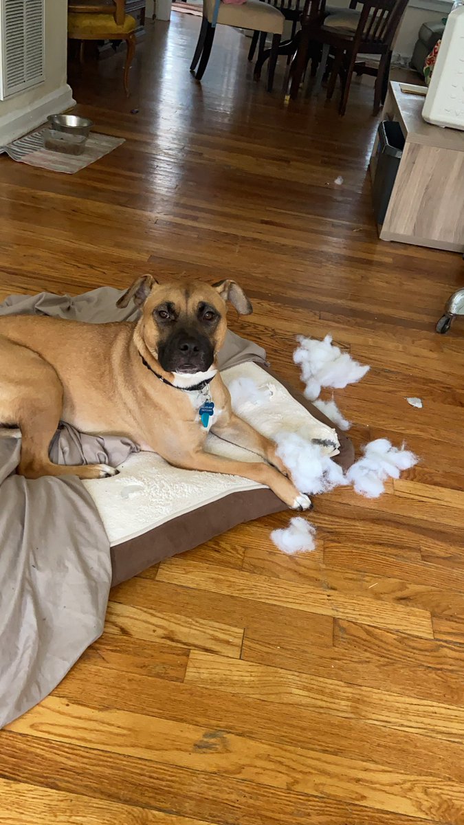stv_cute's tweet photo. Electoral Politics Will Never Free Us From The Leash. Start a revolution by ripping up your comfy bed! https://t.co/QDYA4gK1SZ