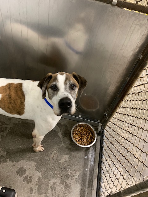 PensacolaHumane's tweet photo. FOUND 11/2/2020 in Cantonment near Carrington Lake Blvd. Currently safe and the under the care of PHS. Proof of ownership needed to claim. #pleaseshare #77yearsofsavinglives #loveadoptadvocate #4pawsatatime https://t.co/99BuwvcO3r