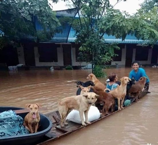 porttada's tweet photo. #HuracánEta | Hondureños y nicaragüenses también se han dado la tarea de rescatar a los perros callejeros, quienes están expuestos ante el azote que provoca ETA en ambos países. https://t.co/aXeVijgknu