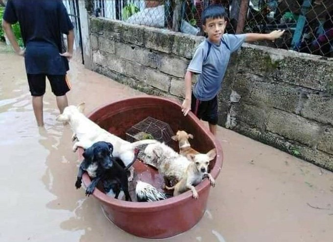 porttada's tweet photo. #HuracánEta | Hondureños y nicaragüenses también se han dado la tarea de rescatar a los perros callejeros, quienes están expuestos ante el azote que provoca ETA en ambos países. https://t.co/aXeVijgknu