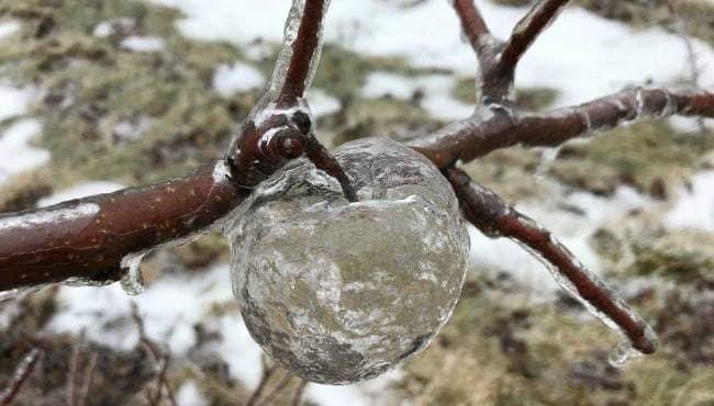 "Ghost Apples" are an unusual phenomenon where freezing rain coats rotting apples before they fall, then when the apple turns mushy it eventually slips out and leaves the icy shell still hanging on the tree.