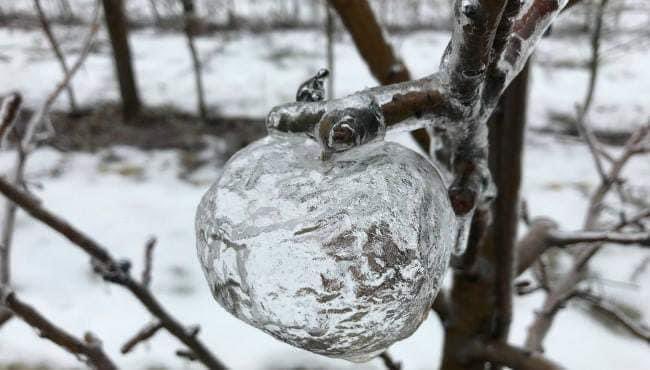 thegallowboob's tweet photo. "Ghost Apples" are an unusual phenomenon where freezing rain coats rotting apples before they fall, then when the apple turns mushy it eventually slips out and leaves the icy shell still hanging on the tree. https://t.co/ibWINo9VST