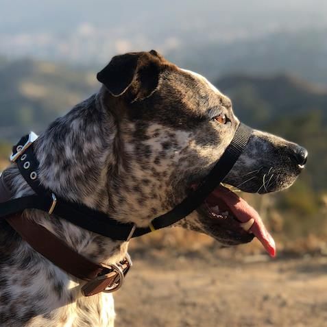 WeAcceptPets's tweet photo. The Canny Collar is the best collar to stop your dog from pulling on the lead. Its revolutionary 'behind-the-head' design makes it easy to fit &amp; simple to use.
https://t.co/IZRS7PLGhB
#CannyCollar #DogTraining #PetTraining #PetAccessories #DogWalking #Manchester @CannyCompany https://t.co/5WpcG7JtfA