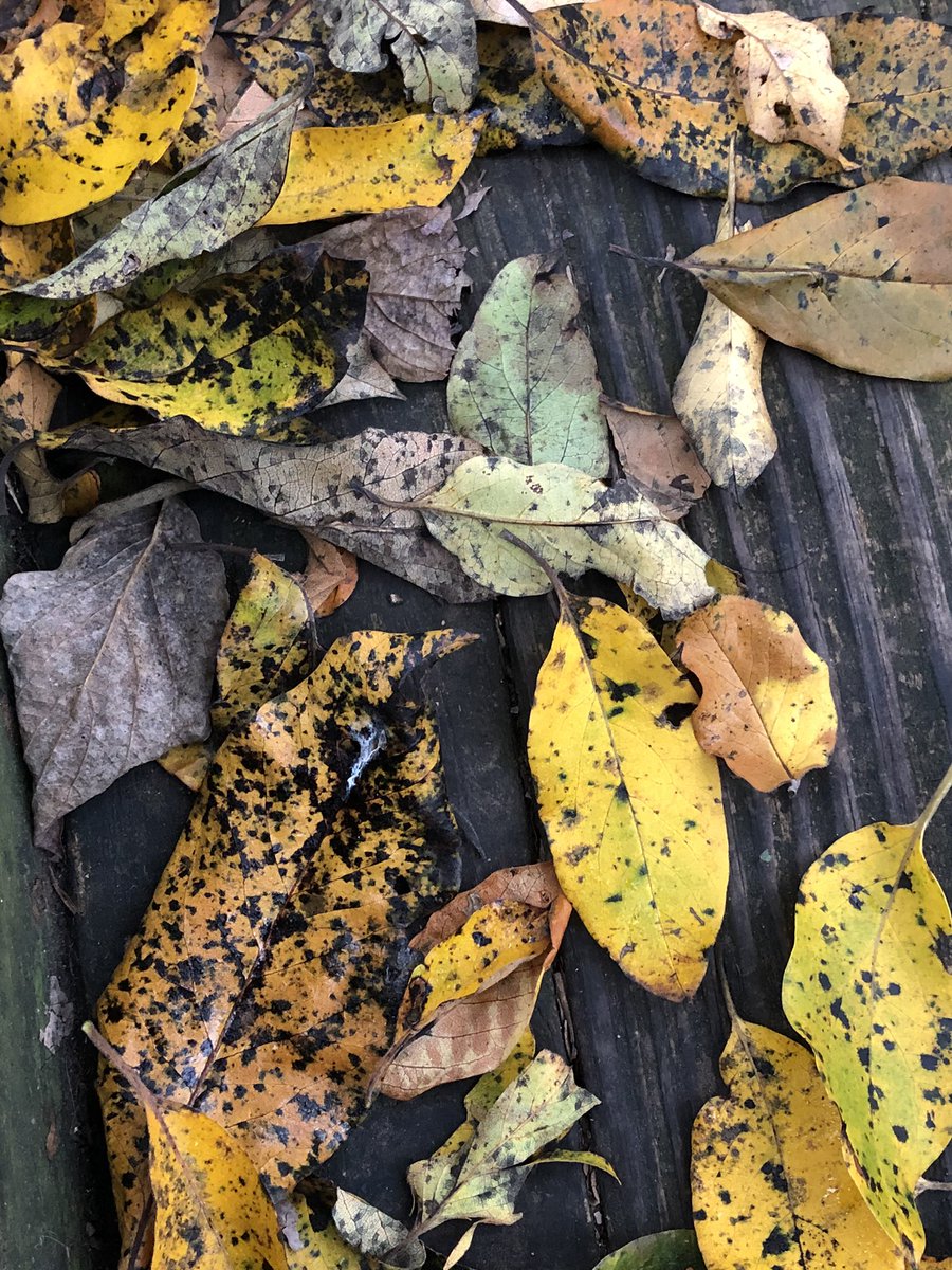 Leaves so beautiful.