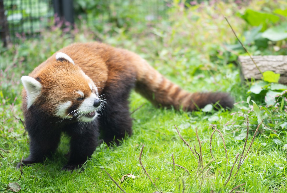 KondouKazumasa's tweet photo. レッサ���パンダさんもおやすみ
#redpanda #レッサーパンダ #円山動物園 #pikkupanda https://t.co/3ULQ0Es5KQ