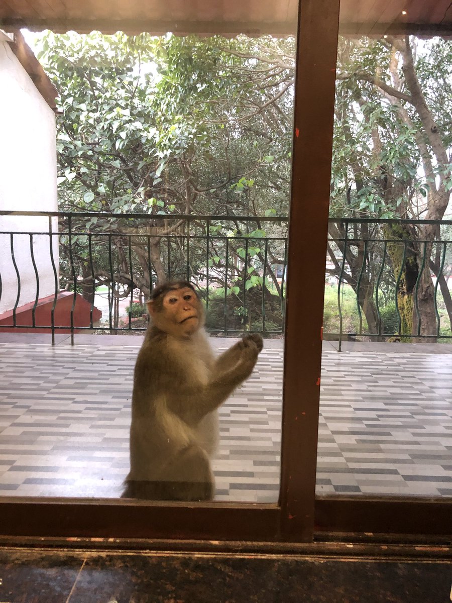 We reached our hotel and were welcomed by monkeys   They are all over Matheran and be careful with carrying food infront of them. But generally it was safe with them (5)