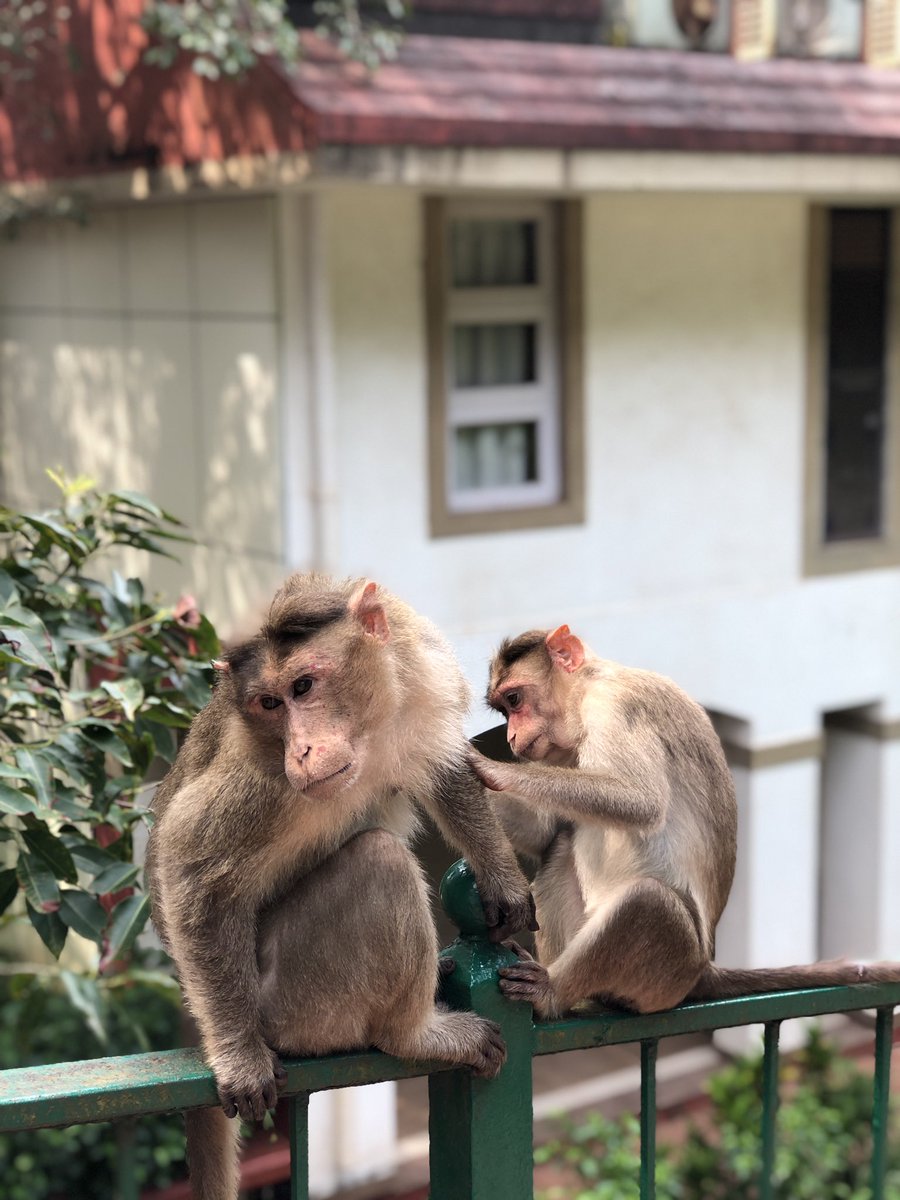 We reached our hotel and were welcomed by monkeys   They are all over Matheran and be careful with carrying food infront of them. But generally it was safe with them (5)
