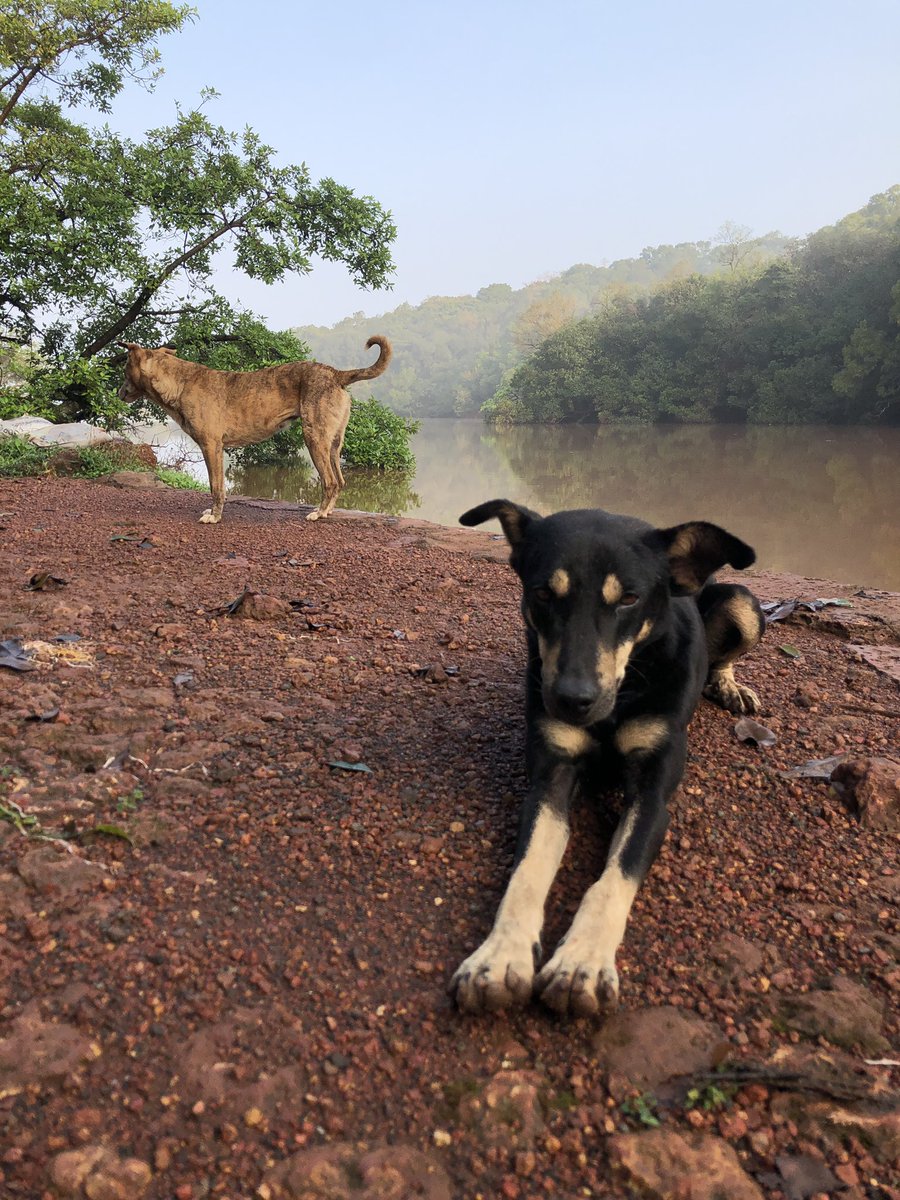 Some images from Charlotte lake and Shivaji statue. We had these 2 dogs follow us for about an hour of our walk that day  #Matheran  #Shivaji (9)