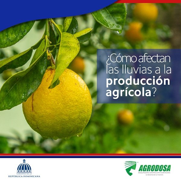 agrodosard's tweet photo. Las constantes lluvias generan menos siembra de frutos, dando como resultado una menor producción.

El aumento de la humedad relativa en el  ambiente y en el suelo genera propagación de enfermedades que afectan directamente la producción agrícola.

#Aseguratucultivo🌱 https://t.co/VB1QUFokXh