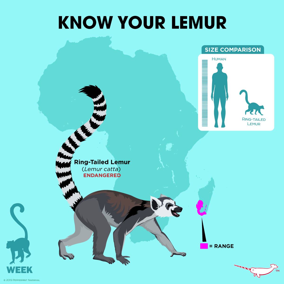 PepomintNarwhal's tweet photo. #KnowYourLemur #RingTailedLemur - #LemurWeek!
Lemur Face Mask: https://t.co/5ejnWevbIp
2021 #PeppermintNarwhal Animal Holiday Calendar: https://t.co/RcmZRO03d3
Animal Face Masks: https://t.co/48budCETnr
Redbubble: https://t.co/ISRfrTWwVu
YouTube: https://t.co/uKbf9WHgqP https://t.co/HaQCgge65E