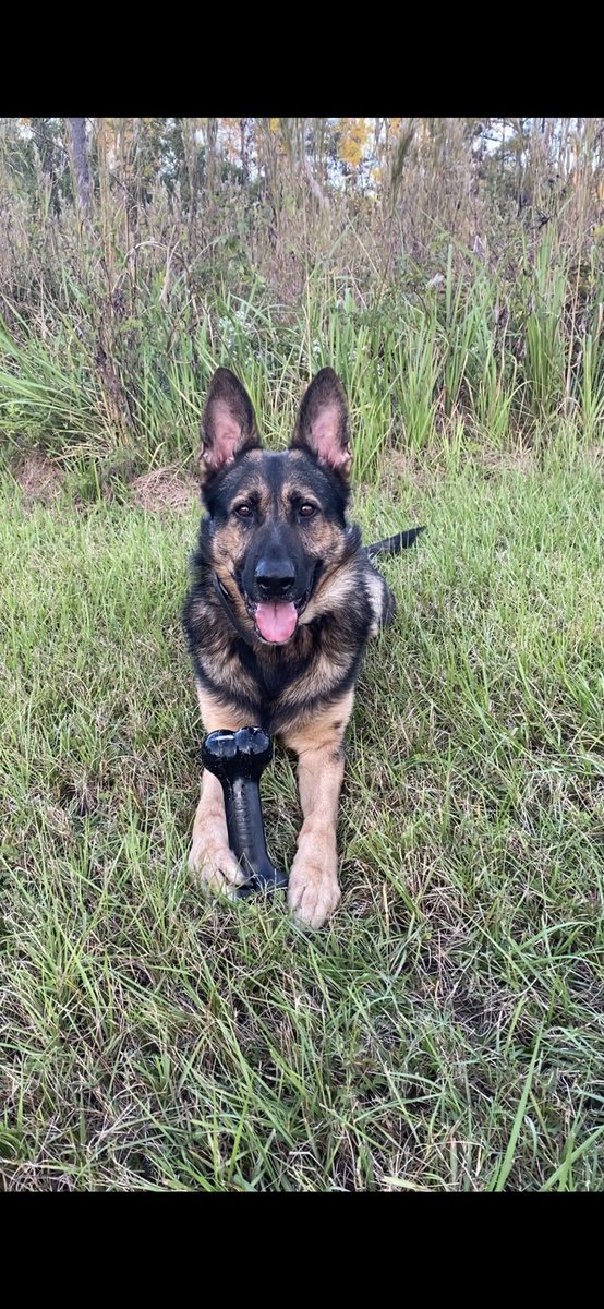 Apparently Evo has a secret admirer who sent him a new toy. He’s very appreciative! 😊 #TeamEvo #Evomaniacs #policek9 #policedog #policedogs #k9team #k9unit #policek9 #k9handler #workingdog #workingdogs #furmissile #landshark #K9life #k9police #k9cop #thinbluefamily #thinblueline