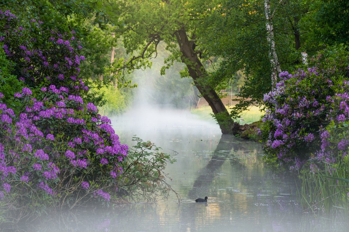 albertdrosphoto's tweet photo. some of my favourite #rhododendron images from last #spring in the #netherlands . #fotografie #nederlandismooi https://t.co/9FJwJXWsO1