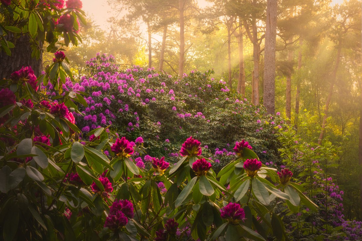 albertdrosphoto's tweet photo. some of my favourite #rhododendron images from last #spring in the #netherlands . #fotografie #nederlandismooi https://t.co/9FJwJXWsO1