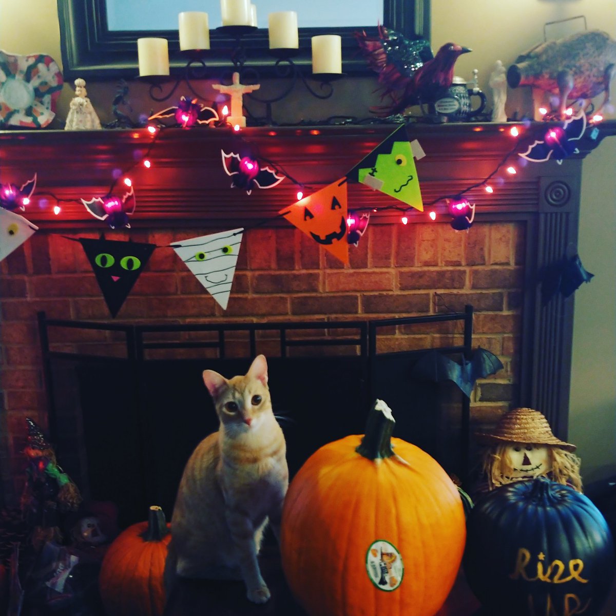 PedalsofCourage's tweet photo. Rusty is having his first Halloween and #Hamilween this year! He is a little younger than one year. He loves Pumpkins, Cinnamon and @Lin_Manuel @HamiltonMusical almost as much as me! (I hope you like my "Rise Up" Pumpkin!❤️⭐) 
#Halloween #Hamilton https://t.co/DEfL5YtJkU