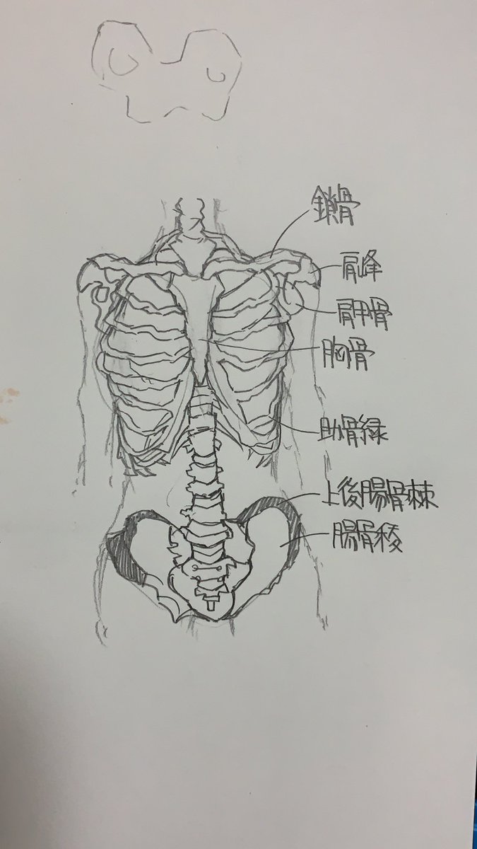 コタオー 美術解剖学 美術解剖学 イラスト 勉強 絵師さんと繋がりたい