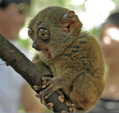 day 80 of jonny as... animals: Anyway-