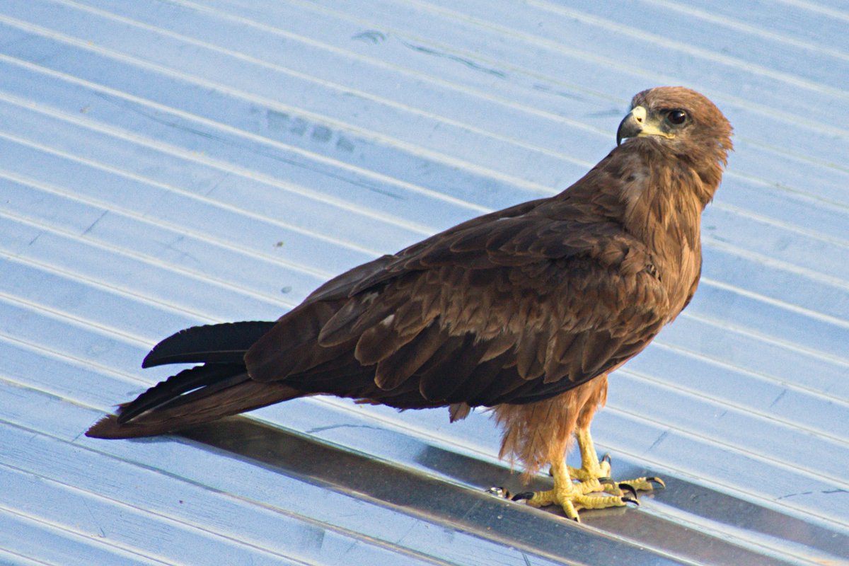 #IndiAves #RapchikRaptors Black kites