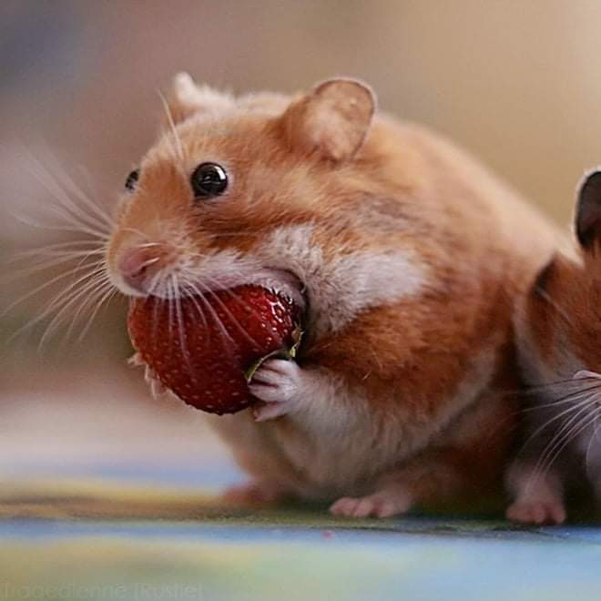 Ready to stuff your little cheeks? 🐹

From 4pm to 9pm you can treat yourself to 2 courses for £10 at participating Hull City Centre venues (check our pinned tweet). 

Make sure to book in advance, as the offer is proving very popular!
