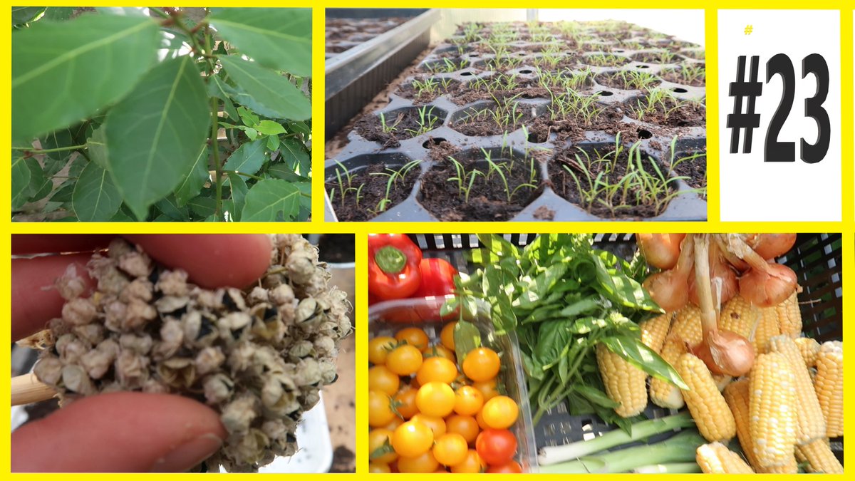 youtube.com/watch?v=jyo1Pt…