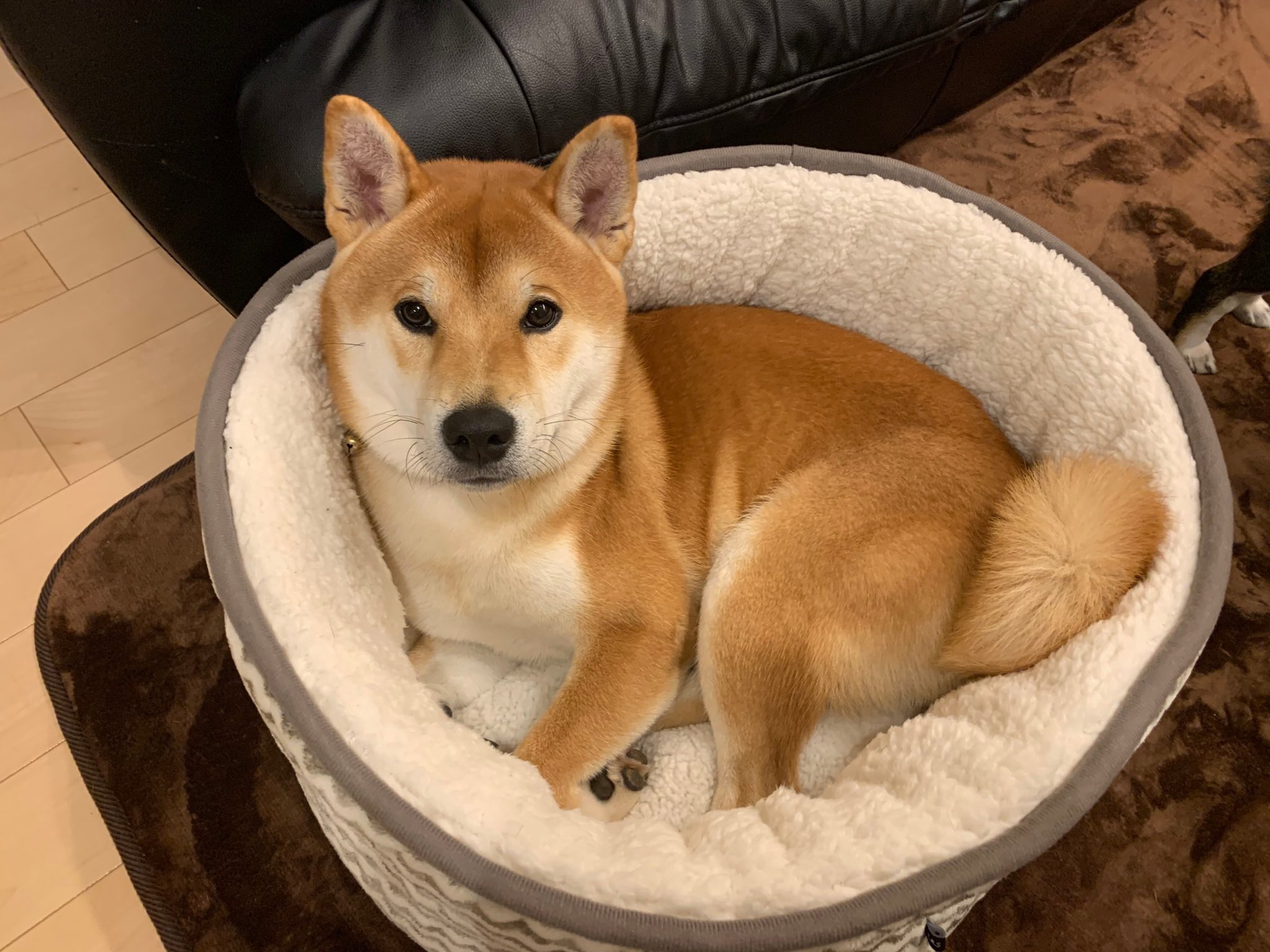 犬をダメにするベッド Twitter Search Twitter