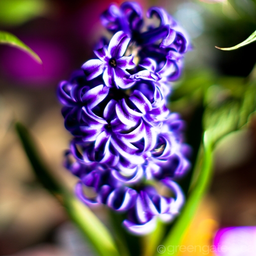 greengategarden's tweet photo. Who doesn't love second chances? If you missed getting them in the ground before it turned miserably cold, you can still plant those spring flowering bulbs indoors for gorgeous blooms during winter... https://t.co/9aFhqlo1dk #hyacinth #paperwhites #amaryllis #forcingbulbs https://t.co/ch9jMWlzOX