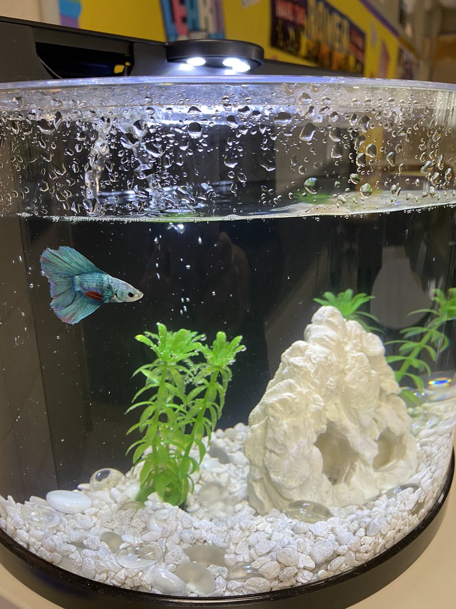MaureenBruno's tweet photo. Welcome to rm 209 Lil guy! No guinea pigs or hamsters this year... Just look- no touch! #wermaumee #mhs #classpet2020 https://t.co/yFoDiQHdn3