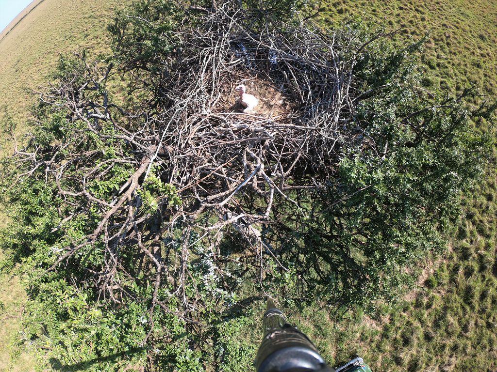 The White-headed Vulture chick hatched from the nest we have been monitoring! Fingers crossed this chick will fledge successfully. #maasaimara #mararaptorproject #whiteheadedvulture #kenyabirdofpreytrust #peregrinefund #vultures #criticallyendangered