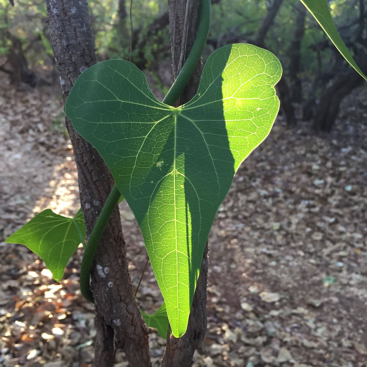 It’s so important we get to know our local plants in the Kimberley both for the protection of ecosystems but also our own wellbeing. Wilga or Snake vine. Found in endangered Monsoon Vine Thicket and savannah woodlands, Miniyrr Park. Traditional medicine. Tinaspora smilacina