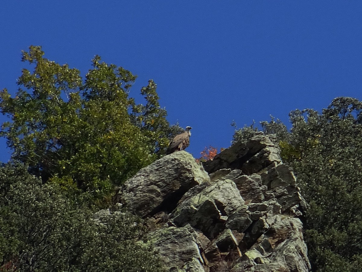 visitpallars's tweet photo. Ells🦅 si que gaudeixen de grans vistes panoràmiques!, no creus?
🙋♂️Bon dia!
📸Pgc
https://t.co/t003rj3lHZ
#éstardor #pallarssobira #vallsdelaltpirineu #birdwatching #voltorcomu https://t.co/QvAAwiw3pL