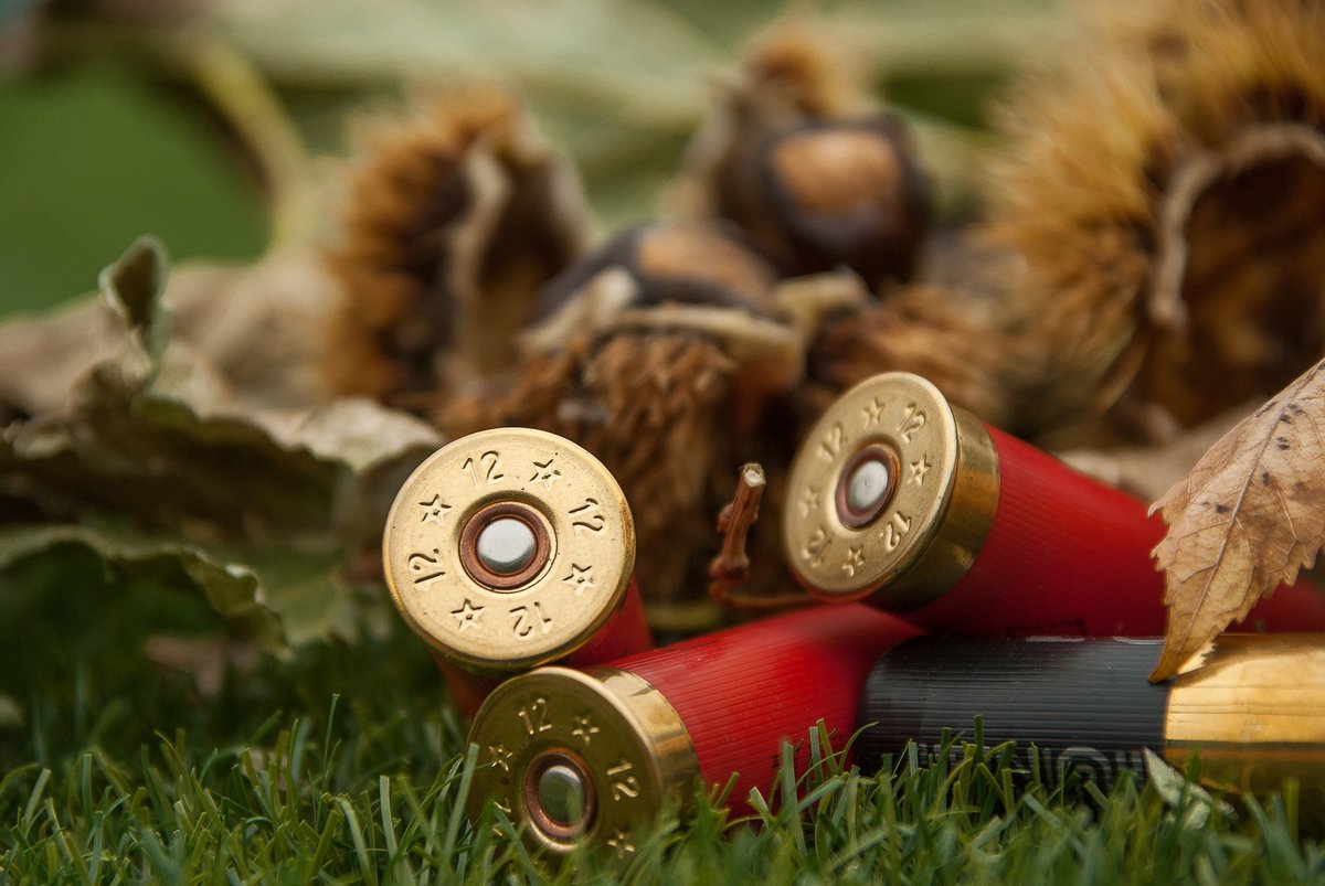 Miliardi di pallini di piombo sono dispersi ogni anno in #natura, avvelenando uccelli, altri #animali e inquinando l'#ambiente con conseguenze gravi anche per la nostra salute 
La #caccia uccide due volte, la denuncia #WWF nel report "Cartucce avvelenate" bit.ly/3e7lrLo