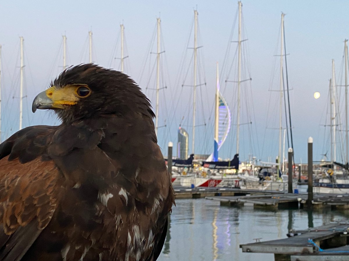 wings_urban's tweet photo. Just a few starling to clear from the marina! Luna wasn't phased in the least, but we can't say the same for the starlings and they didn't stay for long! https://t.co/8z8L6xaD6Q