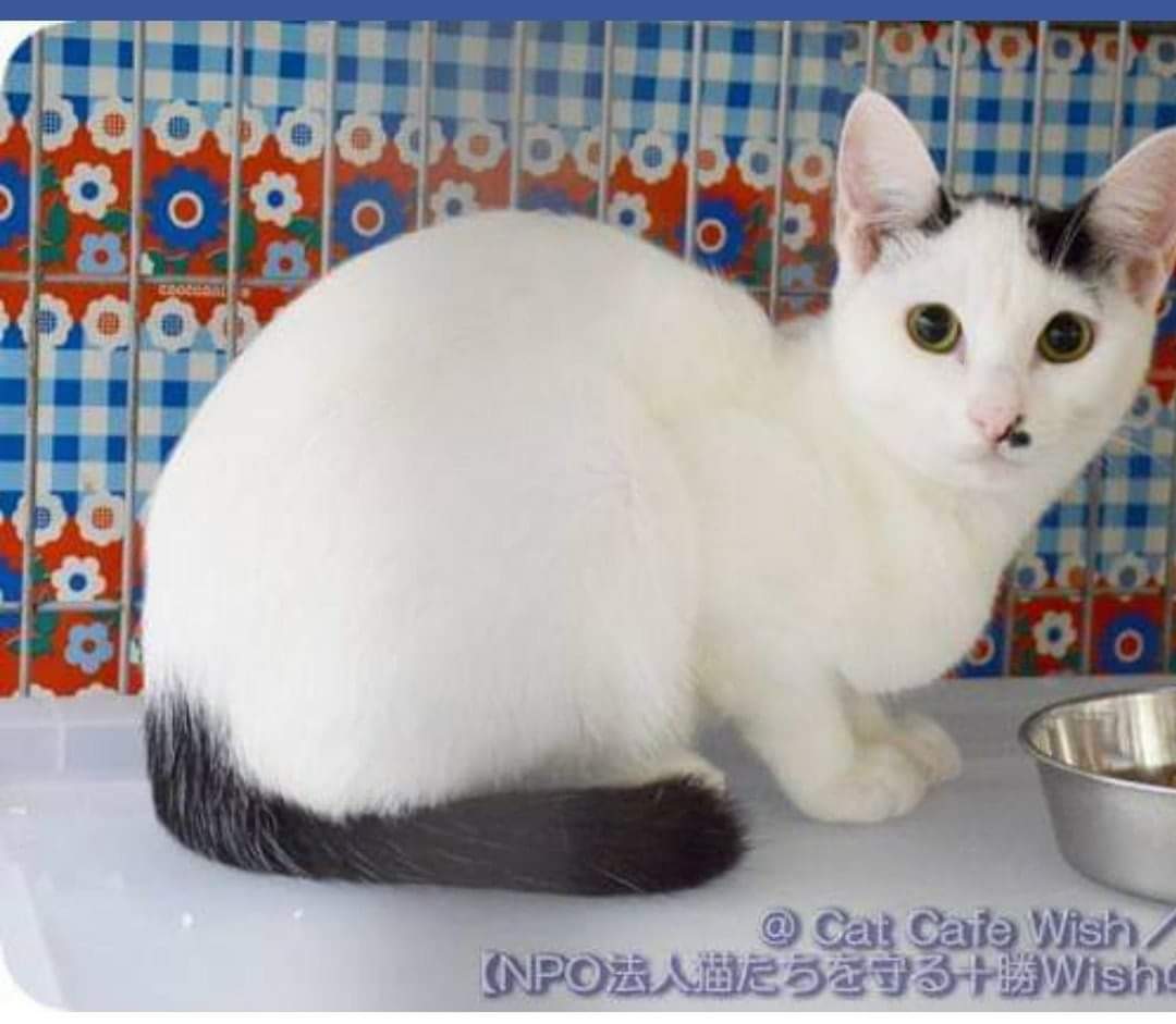 CatcafeWish's tweet photo. 食物アレルギー持ちの「お松」がベテランの飼い主希望者様宅へ！
��常の食事では皮膚疾患が現れてしまうお松。スタッフは食事管理やストレスも含めた体調観察に余念がありませんでした。
▼お松の経歴
https://t.co/HpsbQfhyvj
持病がある子にお声がかかり感無量です。お松、幸せつかめ!! https://t.co/G4gXD0wiw2