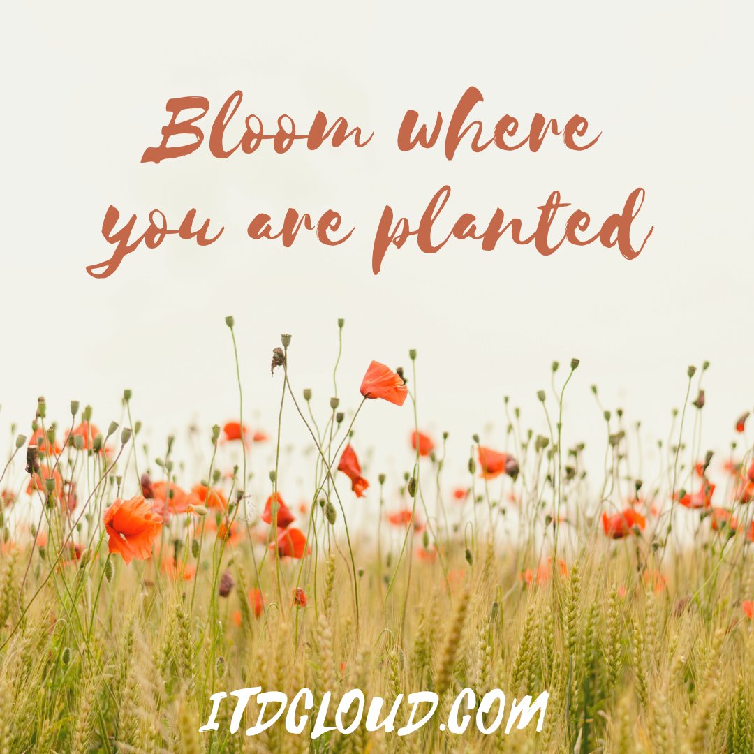 CloudItd's tweet photo. Bloom where you are planted ❗❤️💙
.
.
Visit our website https://t.co/sb3Vqu5L14

#ITDCloud #ITDSolutions #Internet #Technology #Data #Cloud #Telephone https://t.co/PFTE3a5FLI
