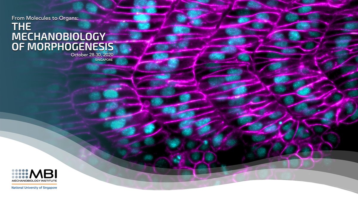 MBIsg's tweet image. It's started! 3 days of our virtual conference From Molecules to Organs: The Mechanobiology of Morphogenesis.