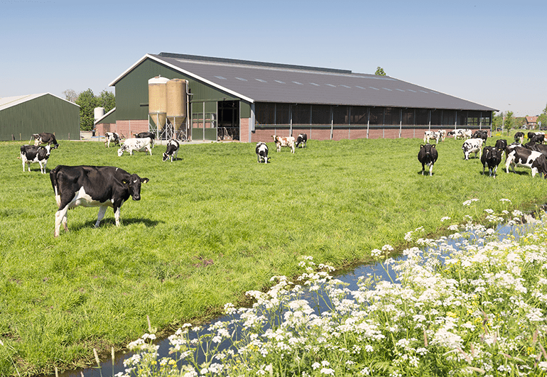 La prairie ou l’étable, que préfèrent les vaches ? 🤔
#vaches #prairie
blogresonnances.fr/la-prairie-ou-…