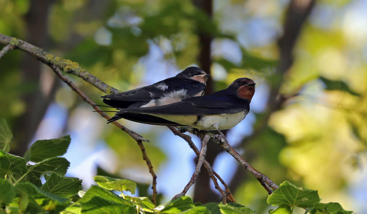 #Forschungsnews zum Thema Zugvögel: Klima bestimmt den Hinflug, aber nicht die Rückkehr 🐦🦃📢 Gesamter Artikel von <a href="/AliEyres/">Alison Eyres</a> hier: ow.ly/iTmS50C4LYK Foto: Ulf Pommer #SGNScience #MuseenEntdecken #Senckenberg