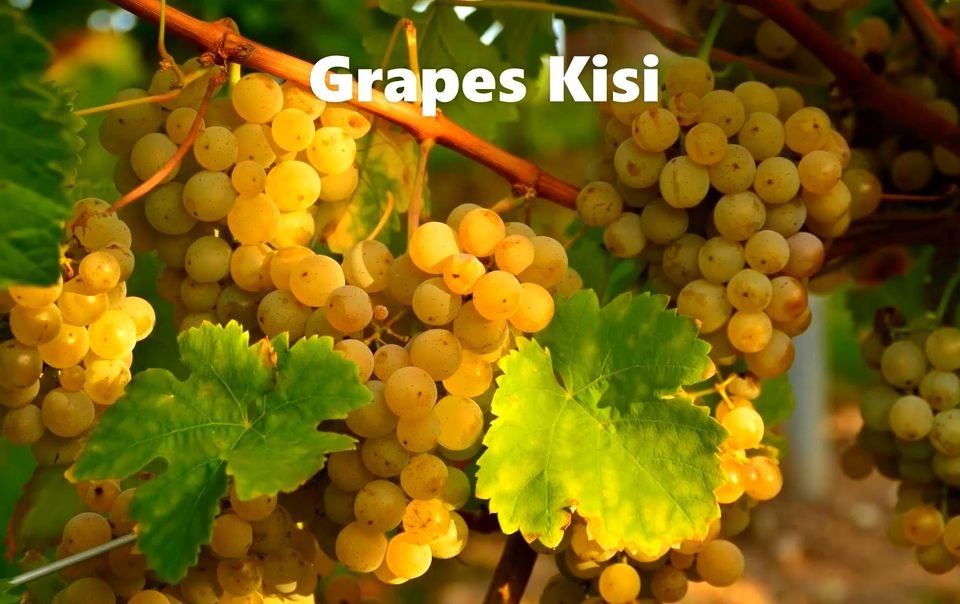 GeorgiaWineland's tweet photo. 🇬🇪🌞Wine ''Vaziani Kisi Qvevri ''-The first kiss and the first glass of wine are the best”.
Wine: Kisi, White-Dry
grapes: Kisi-Hybrid Mtsvane and Rkatsiteli
Region: Kakheti - Georgia
Manufacturer: Vaziani Winery
Strength: 1️⃣2️⃣, 5️⃣%
Volume: 0️⃣, 7️⃣5️⃣ L
Price-from 2️⃣5️⃣ $

#wine https://t.co/hWSAXyFCpV