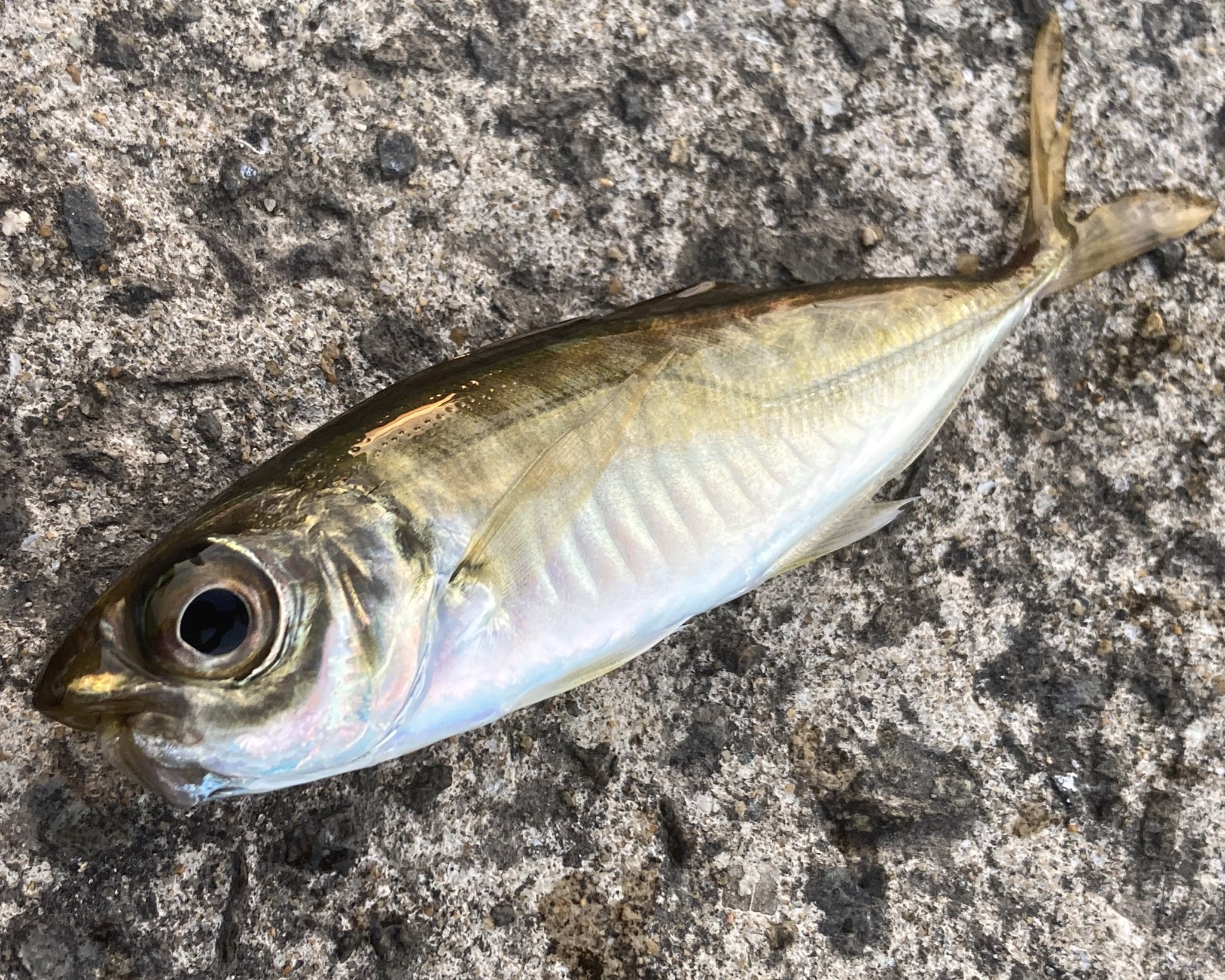 乙 サビキで個性的な魚が釣れた 顔が丸いマアジと尾鰭に黒い筋が入ったクロホシイシモチ T Co L9bhkazq6k Twitter
