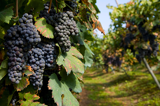 WineTrust100's tweet photo. Piemonte (Italy) is a wealthy and historic area which arguably boasts Italy’s most famous and finest red wine, Barolo. BUY 2010 G.D. Vajra Barolo 'Le Albe', made with 100% Nebbiolo grapes, hand-picked and hand-sorted. - https://t.co/QZcvVj4xji
#winetrust100 https://t.co/jEOhnyuA2A