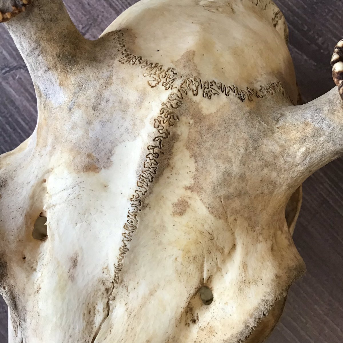 鹿の頭蓋骨 Twitter Search Twitter 鹿の頭蓋骨 Twitter Search Twitter