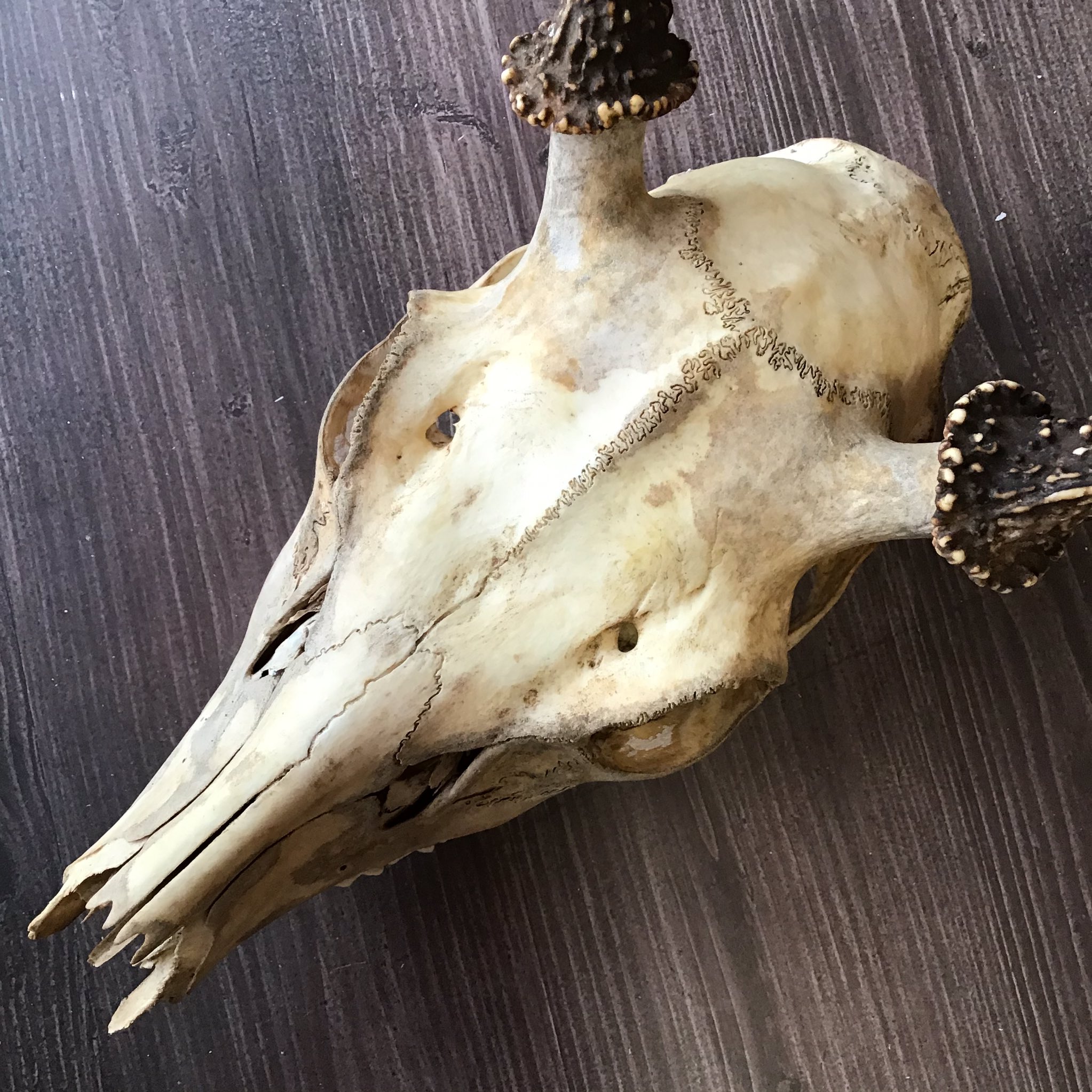 鹿の頭蓋骨 Twitter Search Twitter