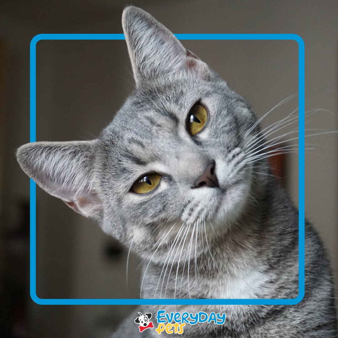 everydaypetsaus's tweet photo. Learn to understand your Cat's Behaviour: 📖
https://t.co/UDbXHMg5xV

#catcaretips #catlovers #catlife #catsoftheworld #catstagram #catsofig #catsoftheday #catsofaustralia #aussiecat #aussiecats  #australiancat #australiancats  #petphotography #catphotography https://t.co/AW9yEtnLZJ